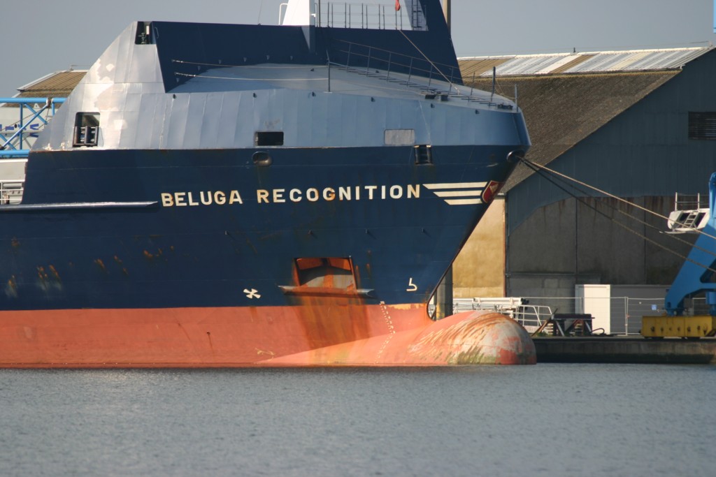 Beluga recognition